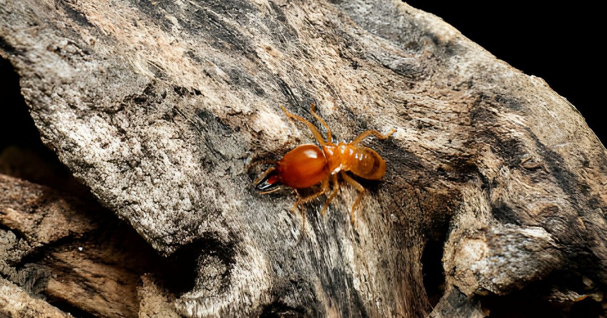 a-guide-to-termite-control