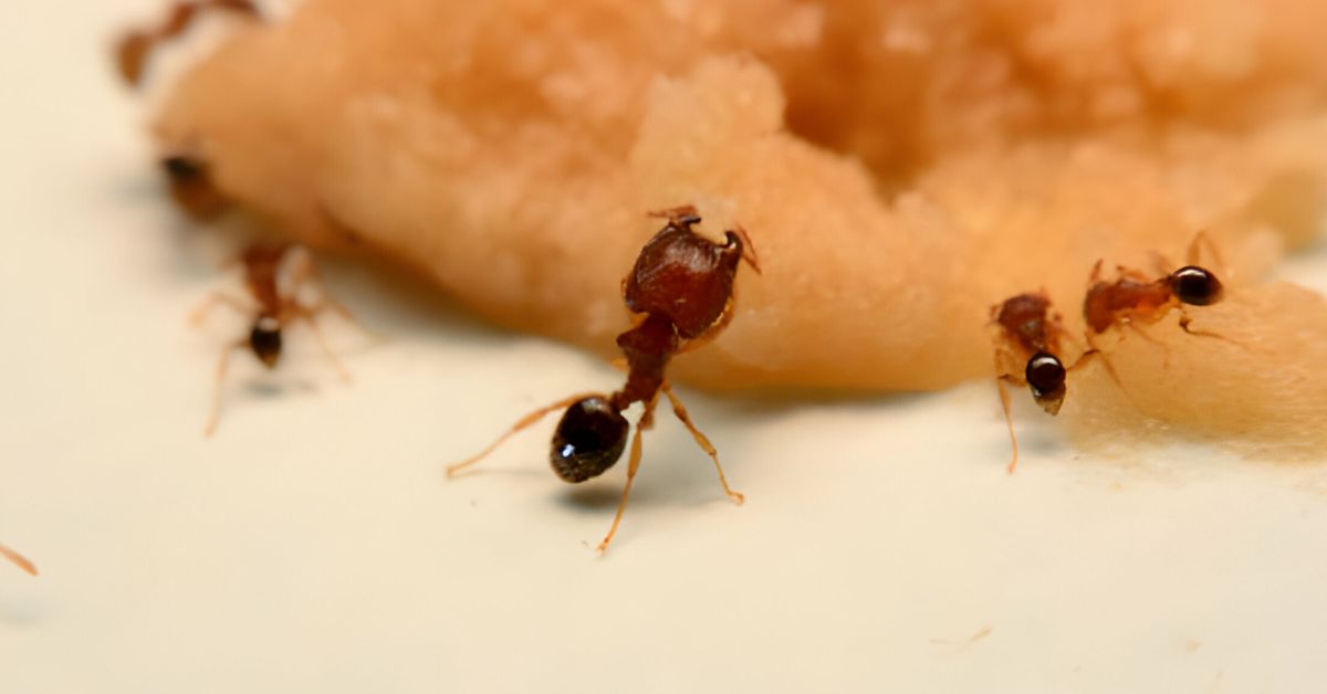 how-to-get-rid-of-ants